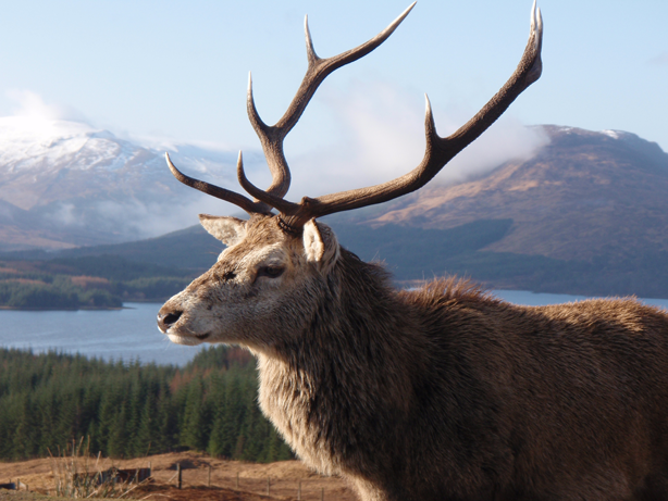 Scottish stag in front of mountains and lochs